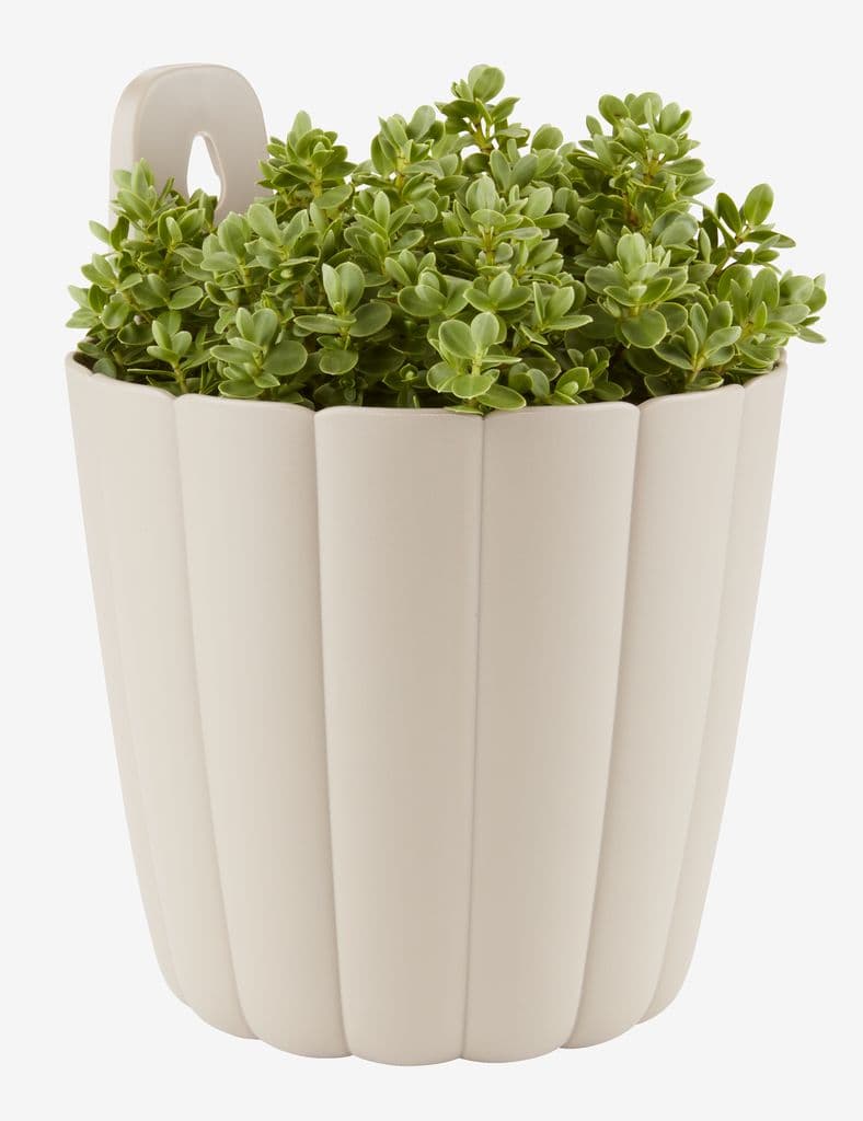 Vaso jardim BUKSEBIE Ø16xA21 sortido